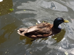 Anas platyrhynchos domesticus