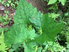 Arnoglossum reniforme