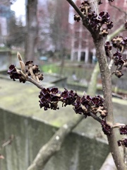 Magnoliopsida