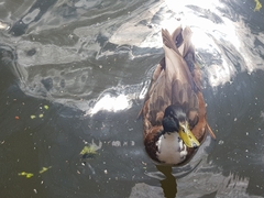 Anas platyrhynchos domesticus