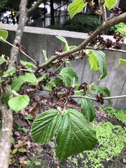 Magnoliopsida