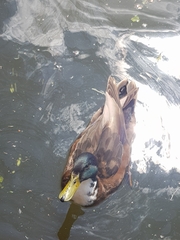 Anas platyrhynchos domesticus