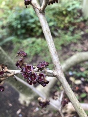Magnoliopsida