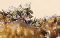 Colpomenia tuberculata