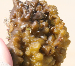 Colpomenia tuberculata