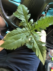 Dasistoma macrophylla