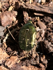 Cetonia aurata