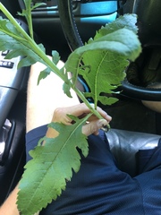 Dasistoma macrophylla