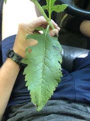 Dasistoma macrophylla