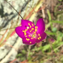 Phemeranthus calycinus