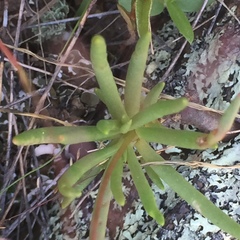 Phemeranthus calycinus