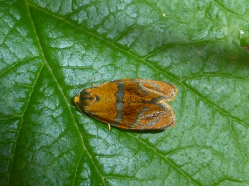 Brindled Tortrix, photo 6 of 10