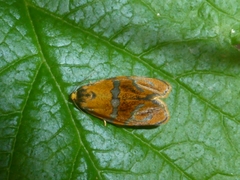 Ptycholoma lecheana