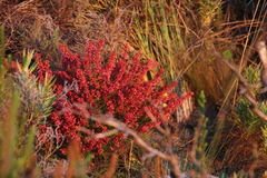Erica nudiflora