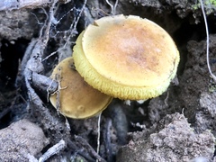 Hortiboletus coccyginus