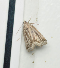 Cutina albopunctella