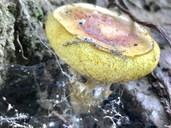 Hortiboletus coccyginus