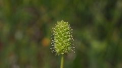 Sanguisorba occidentalis