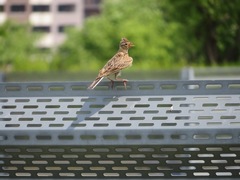 Alauda arvensis japonica
