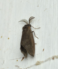 Cryptothelea nigrita