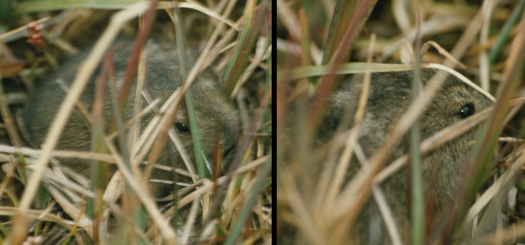Nearctic Collared Lemming