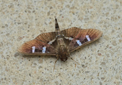 Desmia ploralis