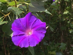 Ipomoea purpurea