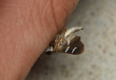 Desmia ploralis
