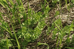 Hylotelephium verticillatum