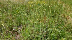 Sanguisorba occidentalis