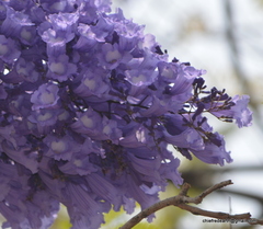 Jacaranda mimosifolia