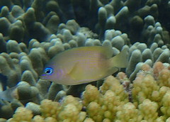 Plectroglyphidodon johnstonianus