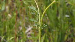 Sanguisorba occidentalis