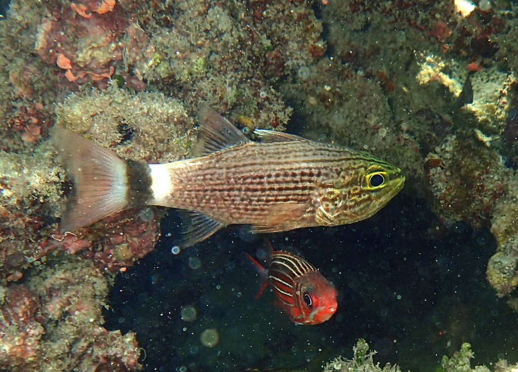 Dogtooth Cardinalfish