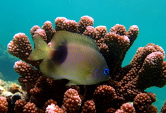 Plectroglyphidodon johnstonianus