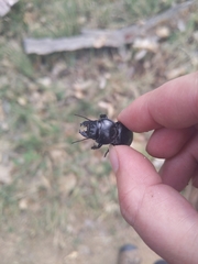 Pasimachus californicus