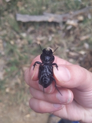 Pasimachus californicus