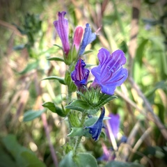 Echium rosulatum