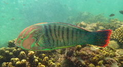 Coris formosa