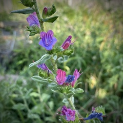 Echium rosulatum