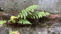 Polypodium scouleri
