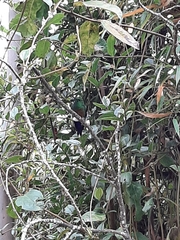 Eriocnemis cupreoventris