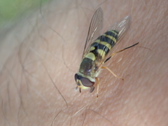 Syrphus vitripennis
