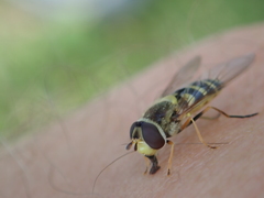Syrphus vitripennis