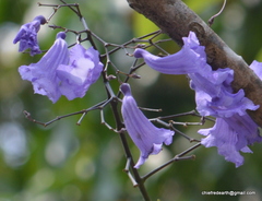 Jacaranda mimosifolia