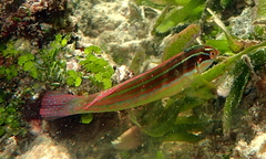 Coris caudimacula