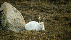 Lepus arcticus