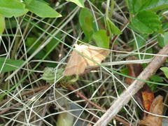 Metarranthis obfirmaria