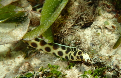 Myrichthys maculosus