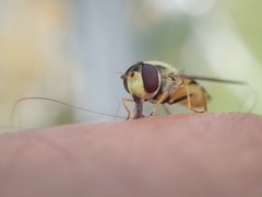 Syrphus vitripennis